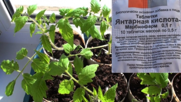 Как использовать янтарную кислоту для растений? Как использовать янтарную кислоту для растений?